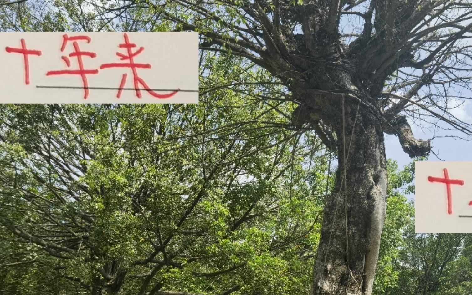 這10年來(lái)！海港無(wú)論外戰(zhàn)亞冠內(nèi)戰(zhàn)中超都是國(guó)內(nèi)一哥的位置